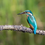 Kingfishers